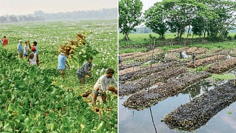 Water Hyacinth