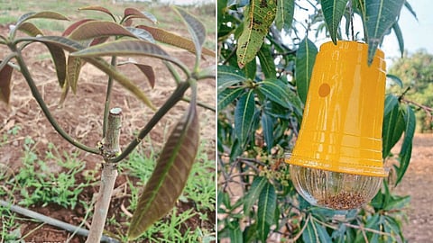 Mango Farming