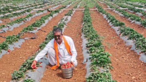 Strawberry Farming