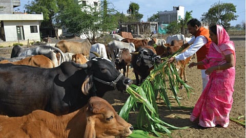 Fodder Shortage