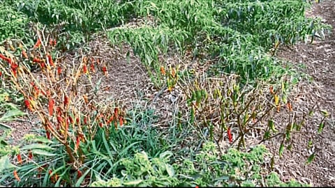 Chilli Crop