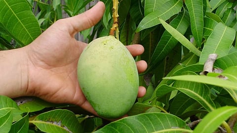 Mango Farming