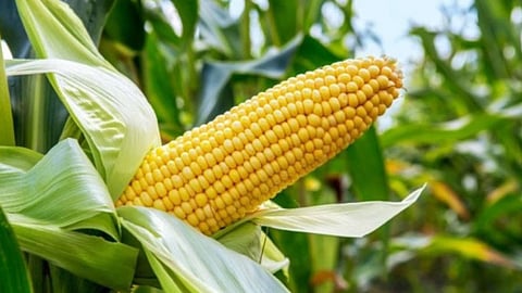 Maize