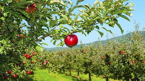 Orchard