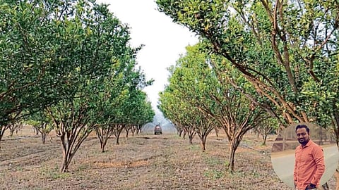 Orange Farming