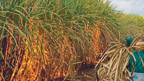 Sugarcane Season
