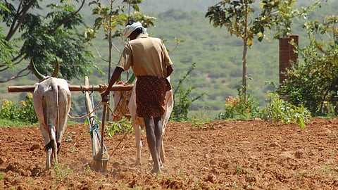 Rabi Sowing