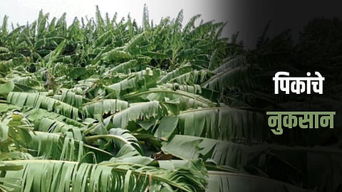 Crop Damage