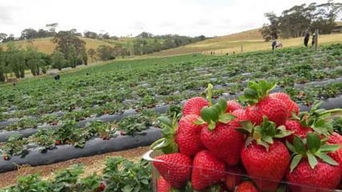 Strawberry