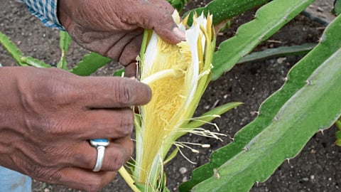 Dragon Fruit