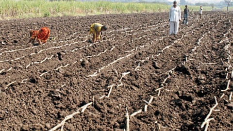 Sugarcane Cultivation