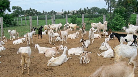 Animal Husbandry