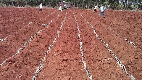 Sugarcane Cultivation