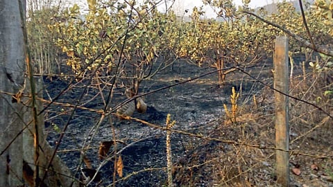 Cashew Tree Burnt