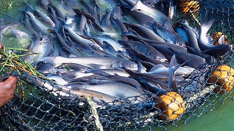 Fish Farming