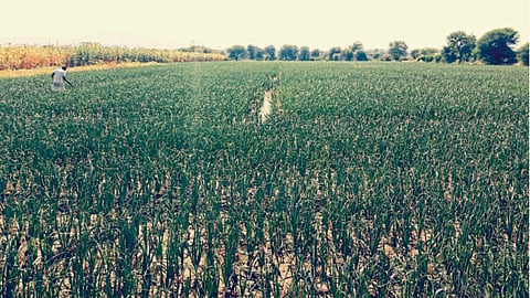 Onion Farming