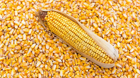 Maize Market