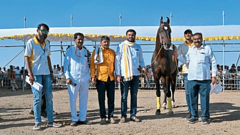 Horse Hivargaon Exhibition