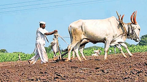 Summer Sowing