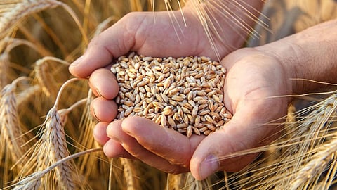 Wheat Market