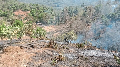 Forest Fire