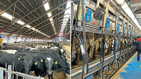 Animal Husbandry