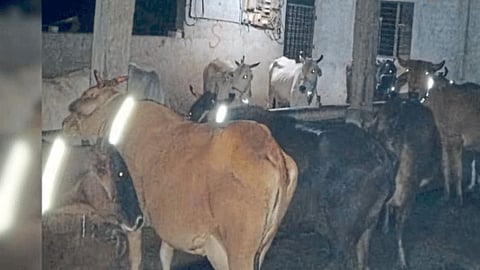Animal Care