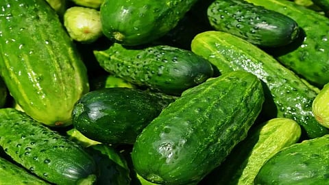 Cucumber