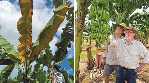 Banana Variety Developed