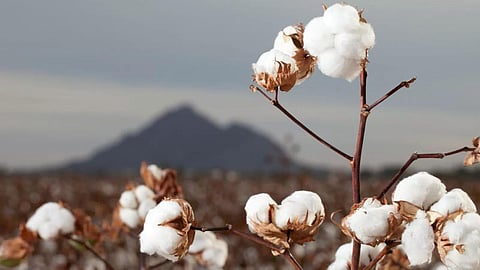 Cotton