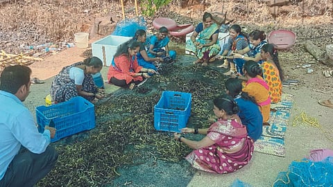 Sea Moss Farming