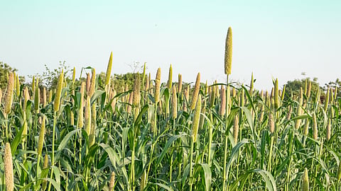 Bajara Sowing