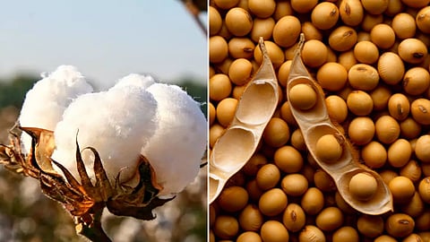 Soybean Market