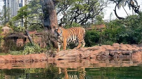 Tiger