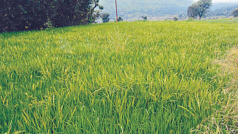 Summer Crop