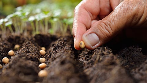 Seed Production