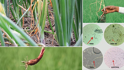 Onion Disease