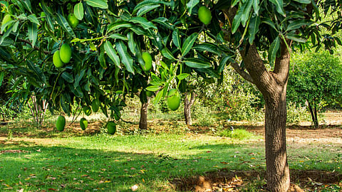Mango
