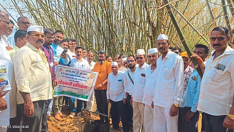 Bamboo Farming