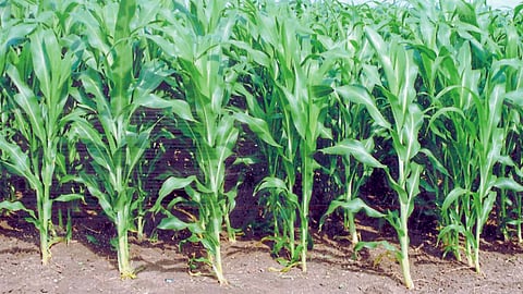 Agriculture