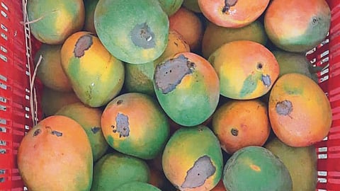 Hapus Mango