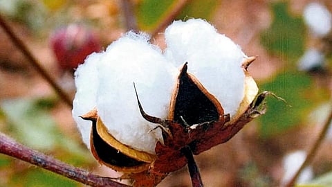 Cotton