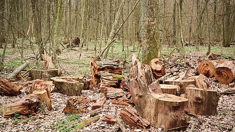 Deforestation