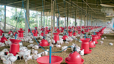Poultry