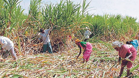 Sugarcane Season