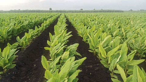 Turmeric Farming