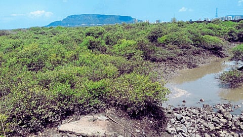 Water Pollution