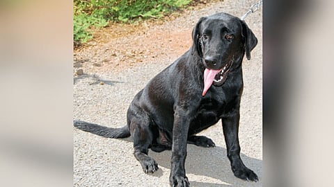Pet