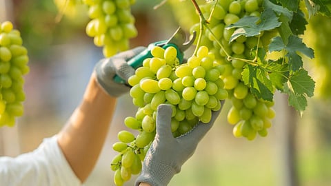 Grape Export