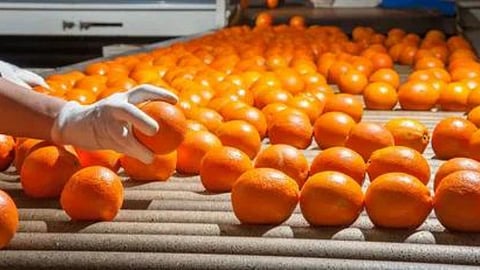 Orange Processing